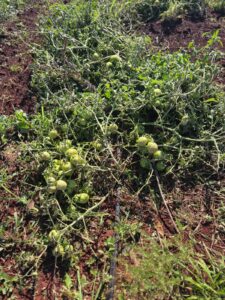 pesquisa de tomate destruida