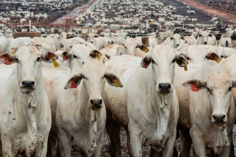 Gado de corte em fazenda