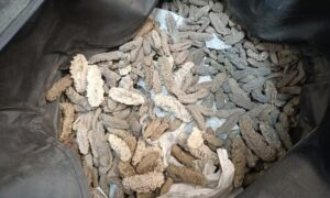 Cientistas identificam espécies brasileiras de pepinos-do-mar em cargas apreendidas