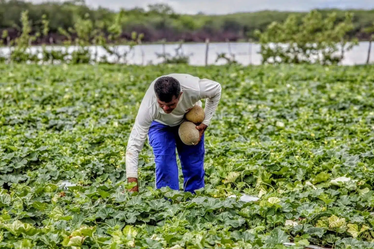 Seguro%20rural%20ter%C3%A1%20verba%20obrigat%C3%B3ria%3F%20Entenda%20o%20projeto%20que%20ser%C3%A1%20sancionado%20hoje