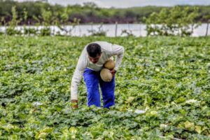 Trabalhador rural colhe melões em uma plantação, segurando dois frutos enquanto realiza a colheita em uma lavoura verde próxima a um reservatório de água.