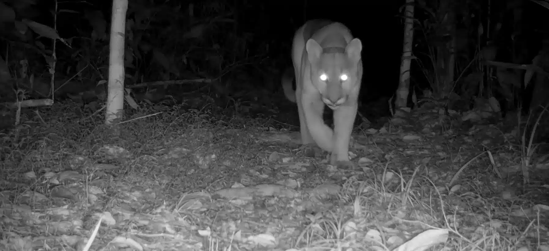 Suçuanara avistada em reserva ecologica.