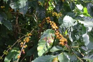 Chuvas reduzem qualidade do café na reta final da colheita. Precipitações nas regiões produtoras aumentam a preocupação com a safra 2026/27.