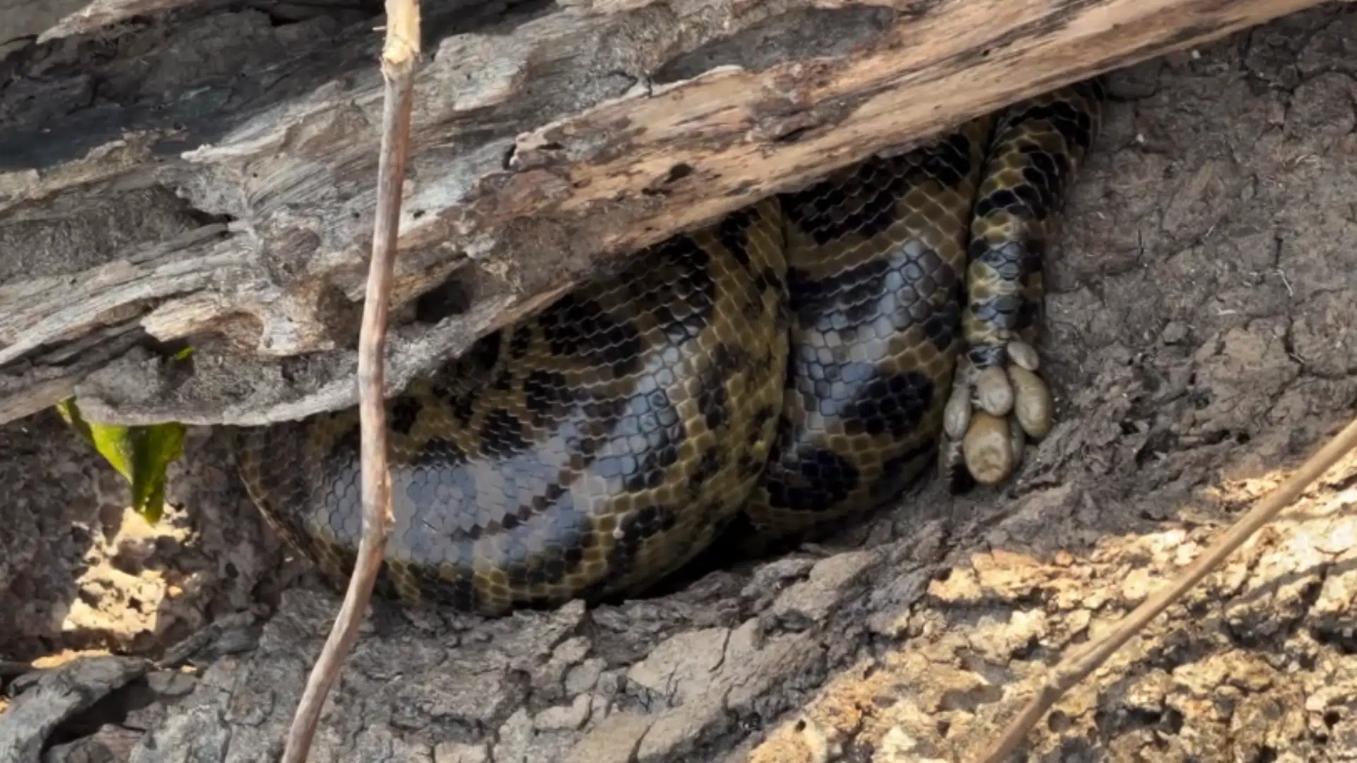 cobra sucuri com carrapato