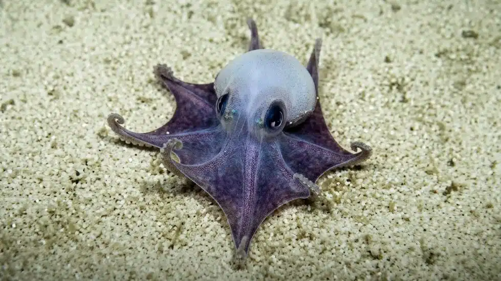 Polvo Azul