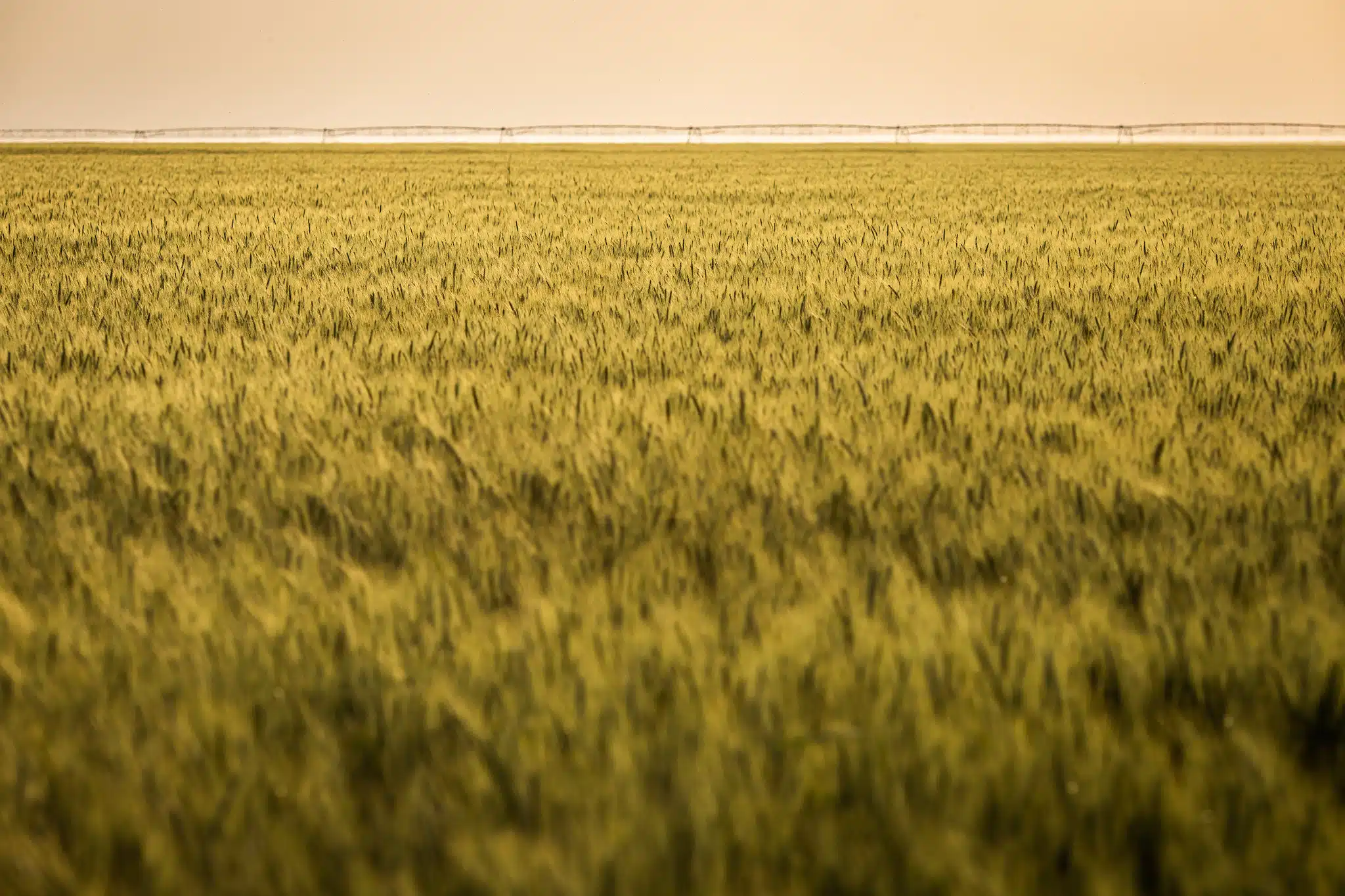 Foto de uma grande plantação de trigo, vista de forma geral.