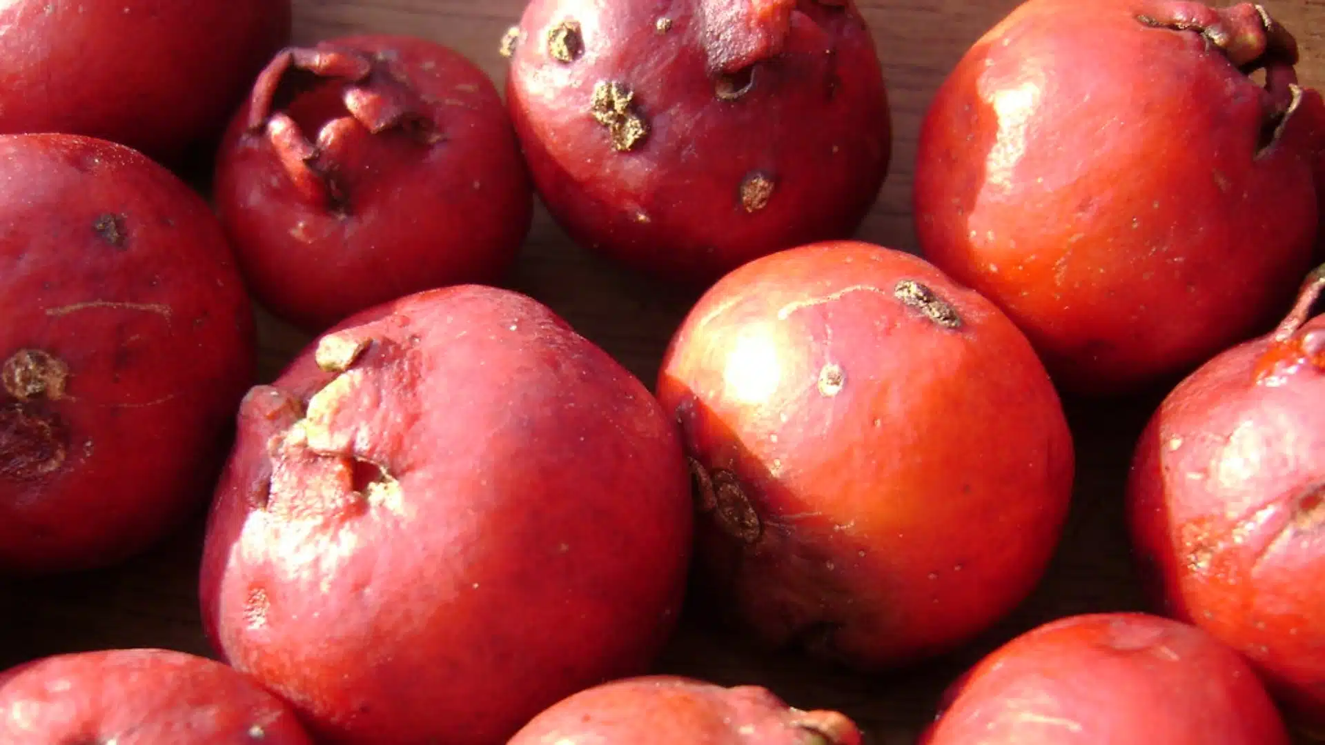 Foto de várias goiabeira-de-morango (Psidium cattleianum), também conhecida popularmente como araçá-vermelho ou araçá-morango