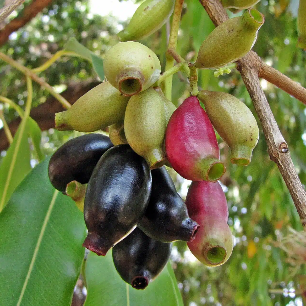 jambolão