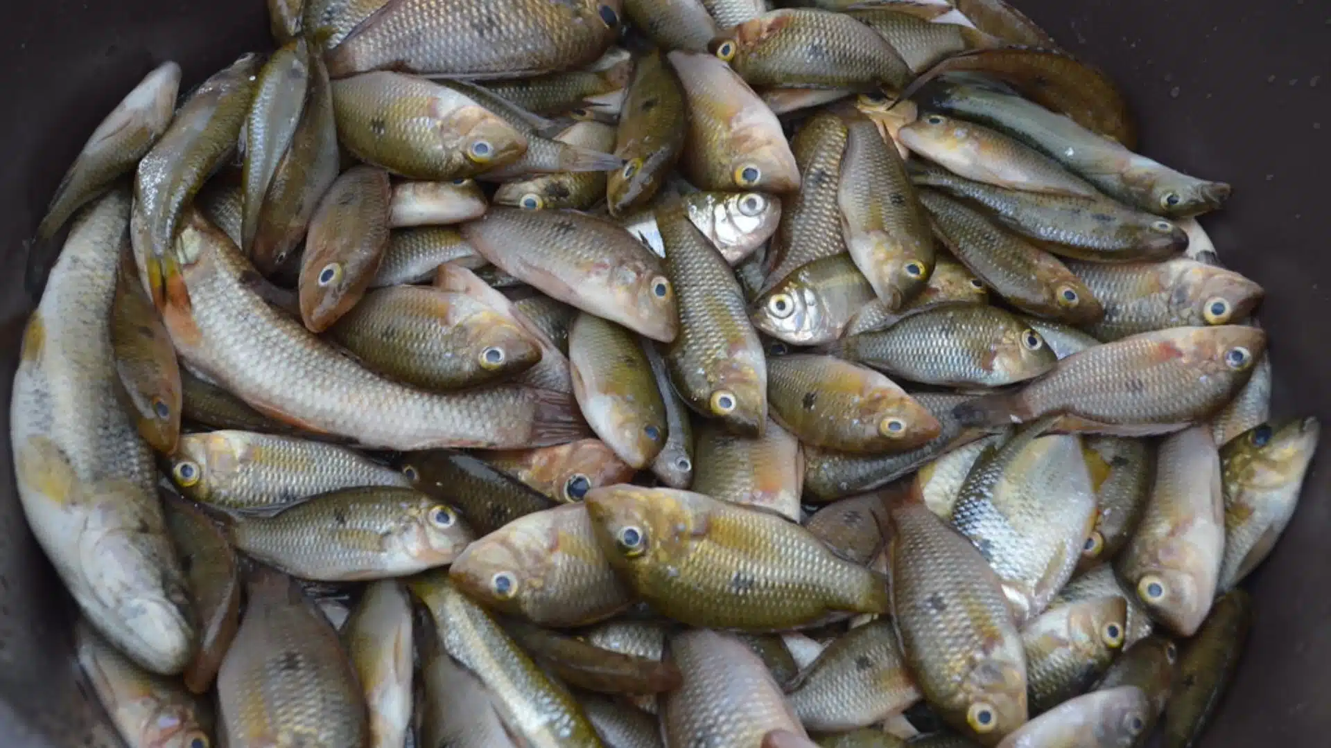 lambaris
