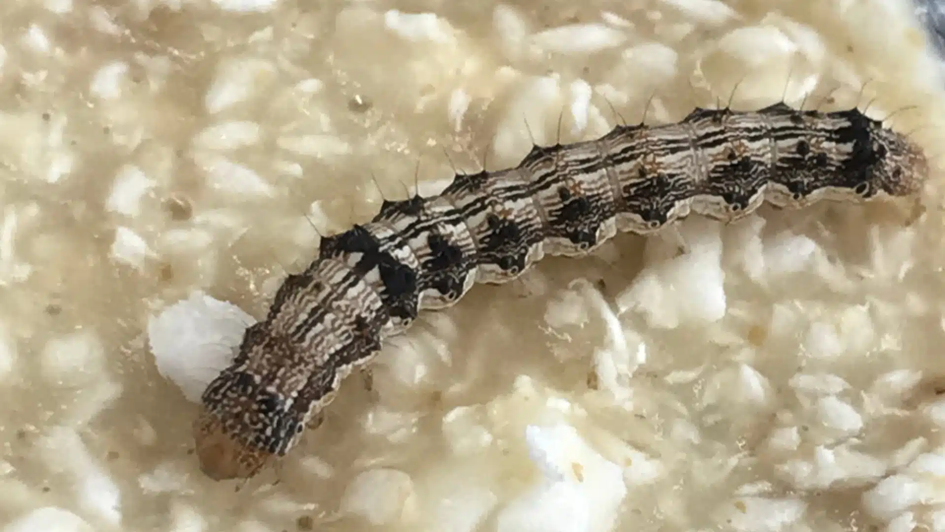 Lagarta de H. armigera