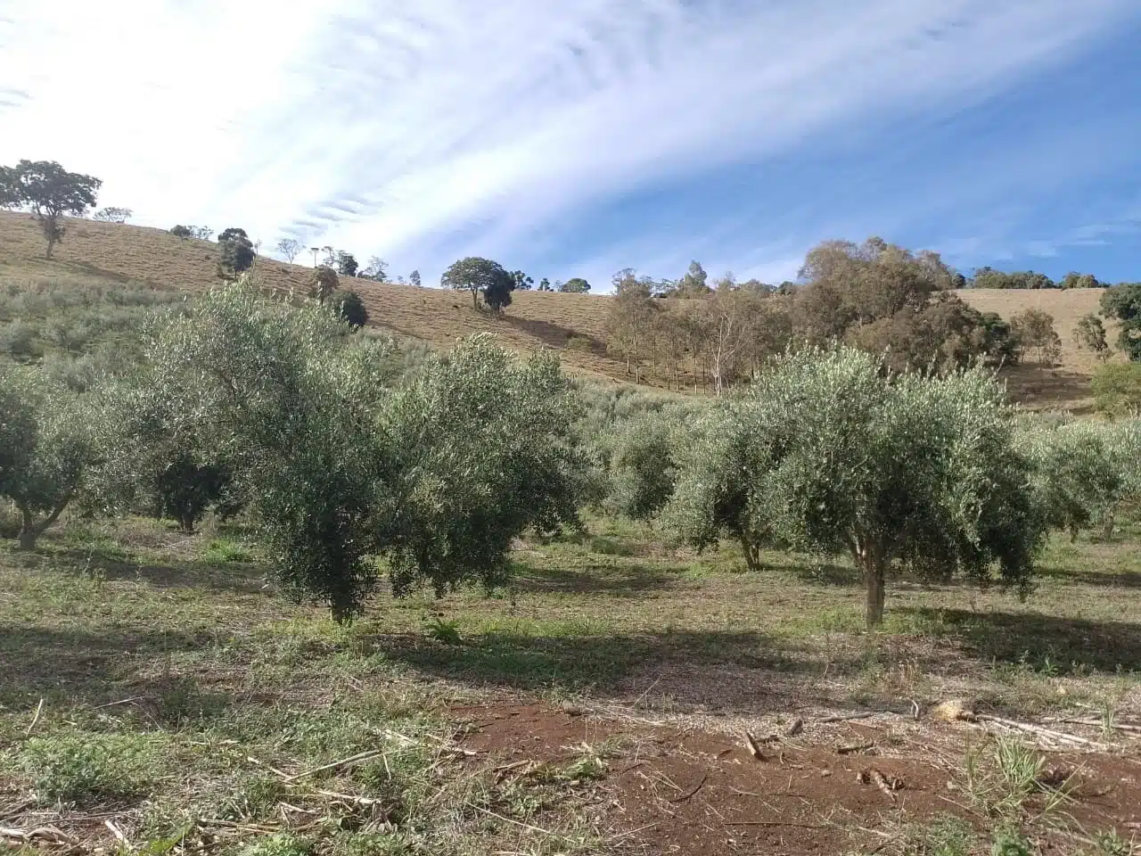 Olival do Azeite Alto da Serra