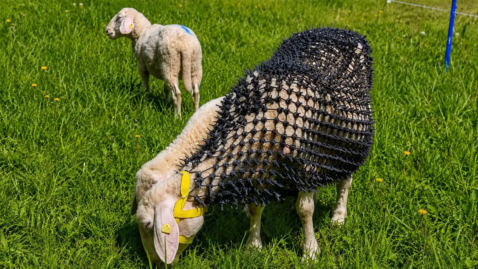ovelha com armadura de proteção