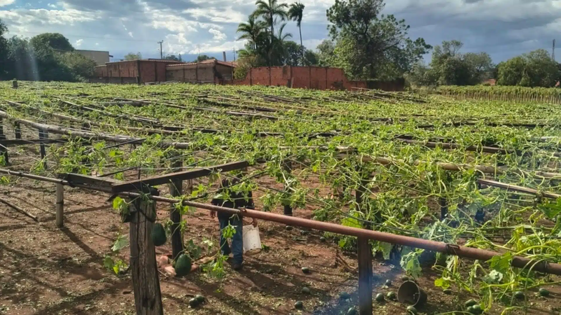 plantação de xuxu afetada