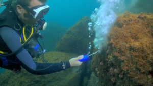 Mergulhador remove coral