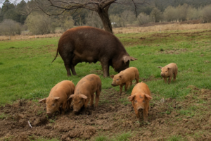 Perigo: porco de 40kg é atacado em fazenda