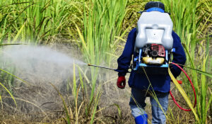 Governo avalia criar lista de ‘agrotóxicos altamente perigosos’