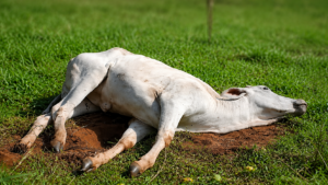 Bovino de pelagem branca deitado sobre uma área de terra em meio a um pasto verde, com o corpo estendido e a cabeça apoiada no chão. O fundo aparece levemente desfocado, destacando o animal em primeiro plano.