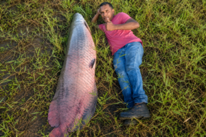 Pescador deitado ao lado de um pirarucu gigante de 77 quilos capturado em um açude de Rio Largo, em Alagoas, destacando o tamanho impressionante do peixe.