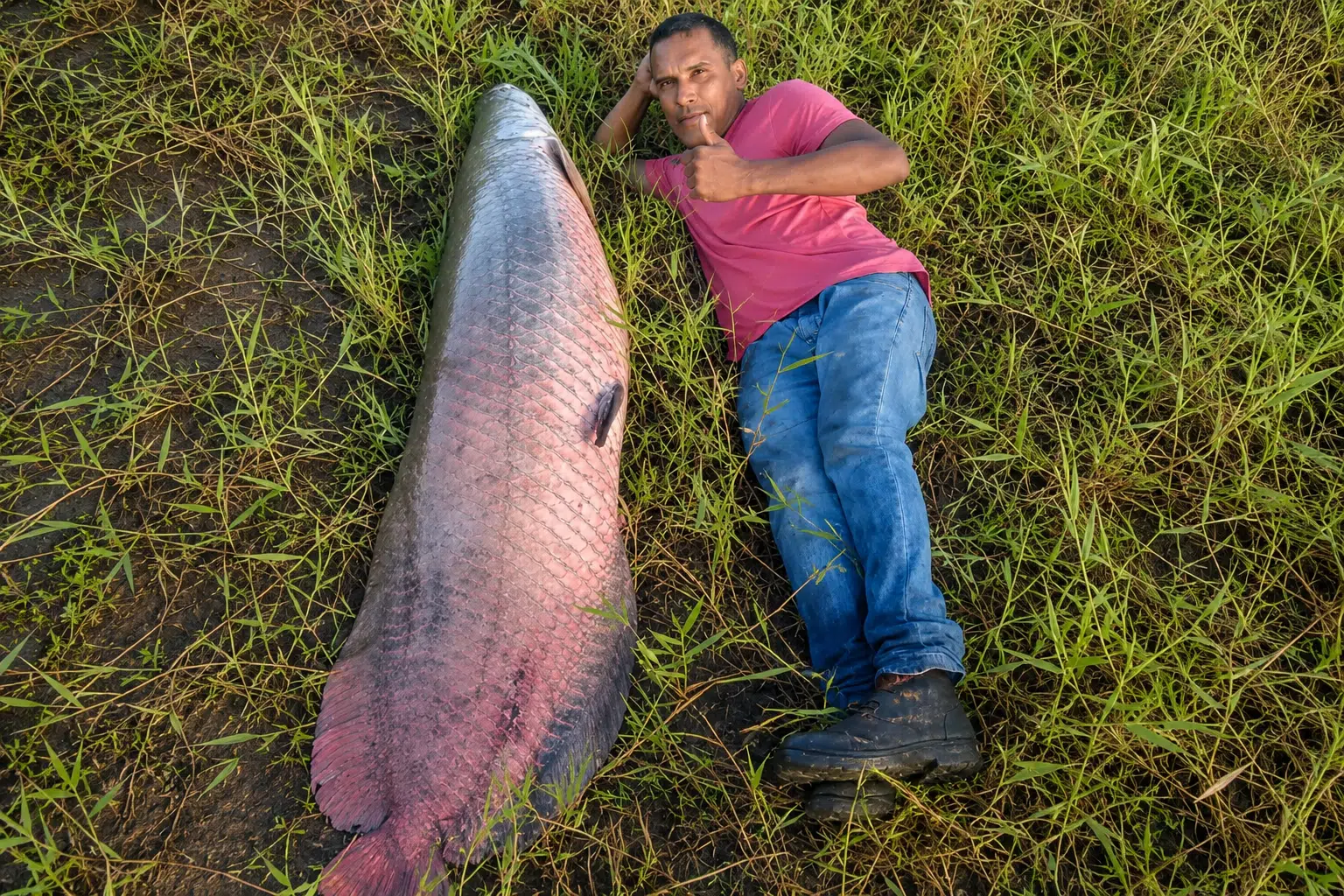 Pescador deitado ao lado de um pirarucu gigante de 77 quilos capturado em um açude de Rio Largo, em Alagoas, destacando o tamanho impressionante do peixe.