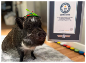 Porco Merlin posa ao lado do certificado do Guinness World Records após ser reconhecido como o porco com o maior número de seguidores no Instagram, usando um pequeno chapéu verde.