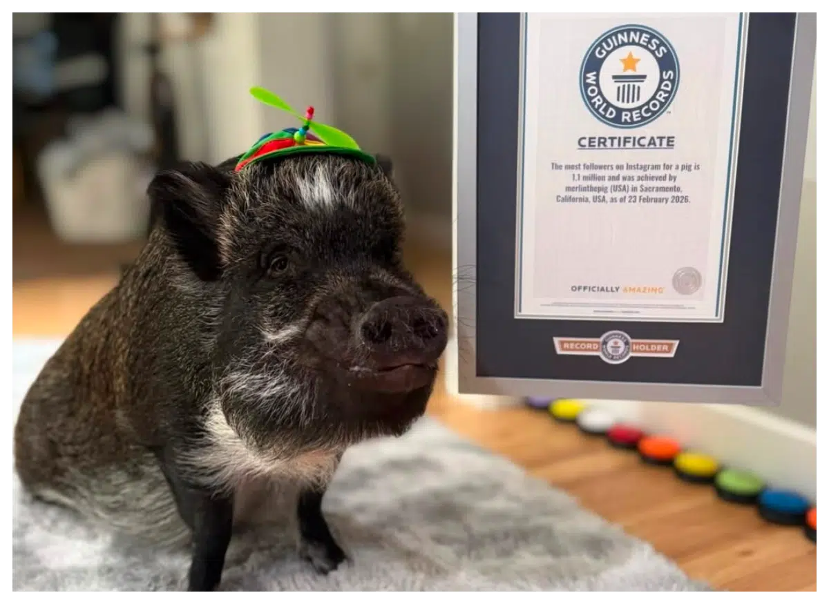 Porco Merlin posa ao lado do certificado do Guinness World Records após ser reconhecido como o porco com o maior número de seguidores no Instagram, usando um pequeno chapéu verde.