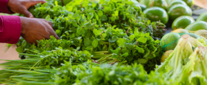 Pessoa organiza hortaliças frescas, como salsa, hortelã, cebolinha e alface, sobre uma bancada de feira ou produção agrícola.