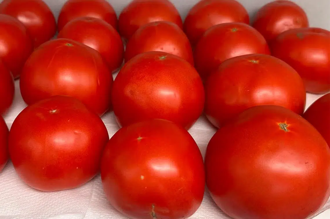 O estudo comparou tomates cultivados com e sem composto orgânico produzido a partir de resíduos de alimentos e de jardins.