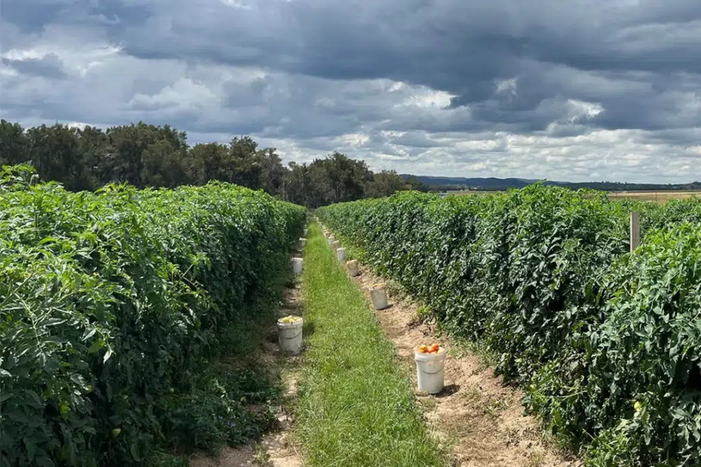 Plantação de tomates
