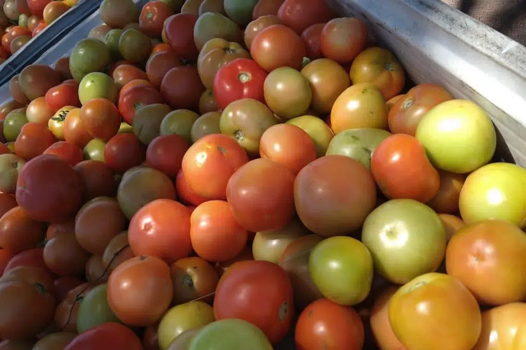 Imagem de tomates produzidos por cientistas durante estudos.