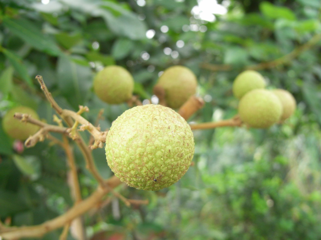 Longan