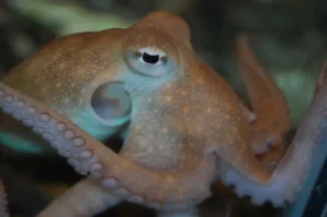 Polvo é um animal de rara inteligência