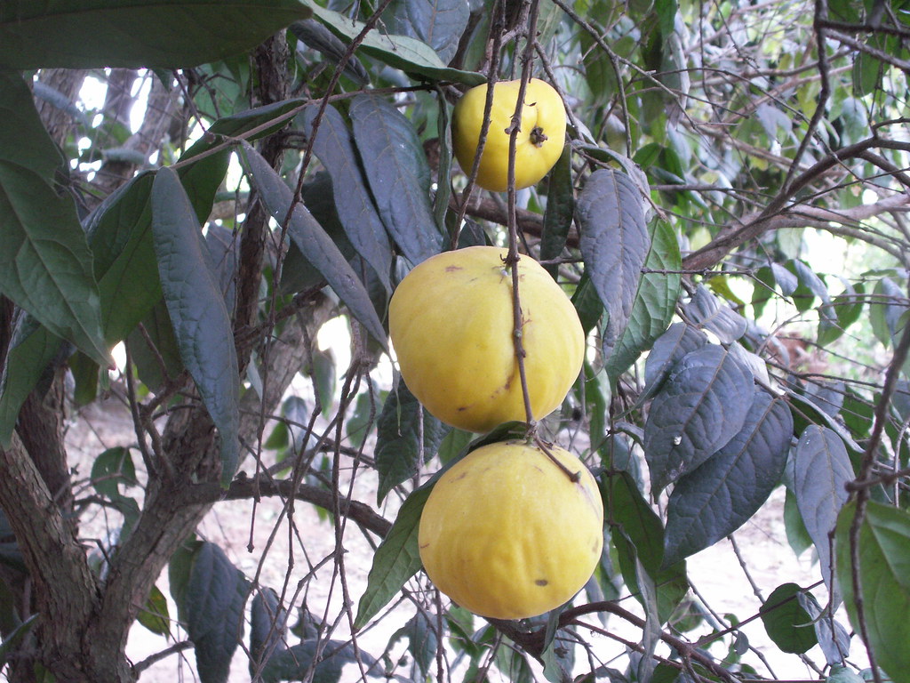 araçá boi