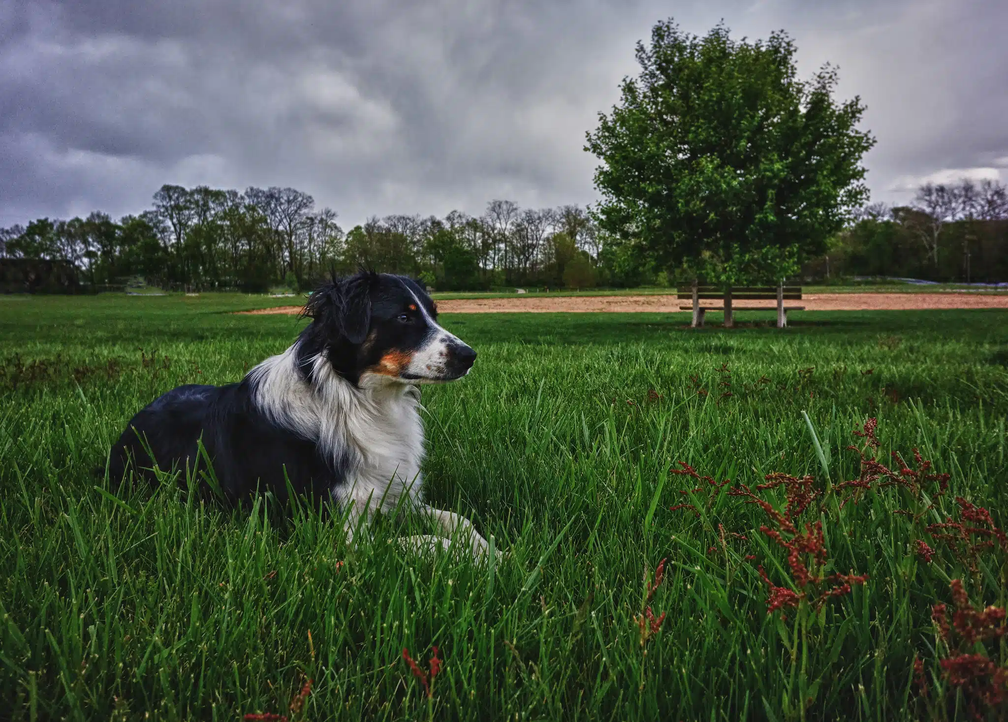 australian shepherd