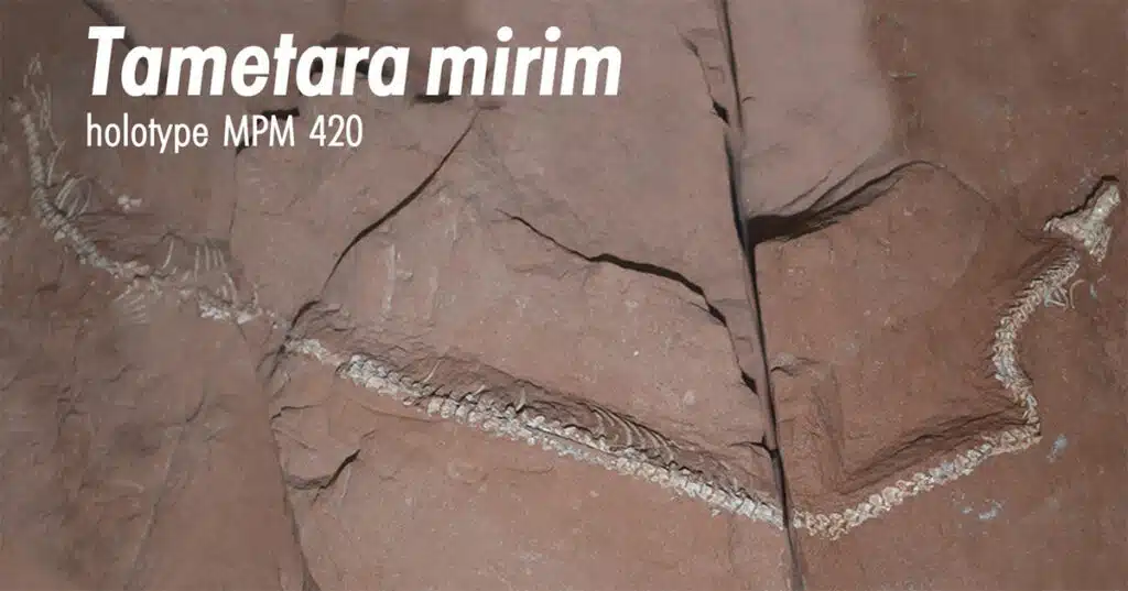 Reprodução do vídeo com a cobra