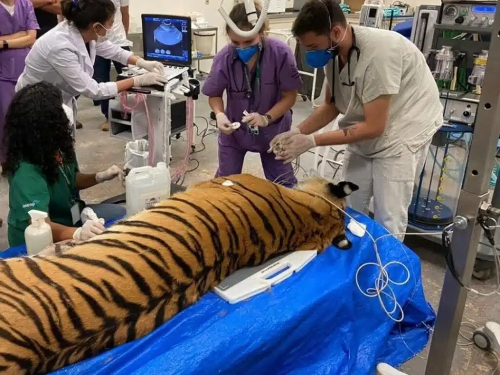 Foto de tigresa em atendimento na UNESP