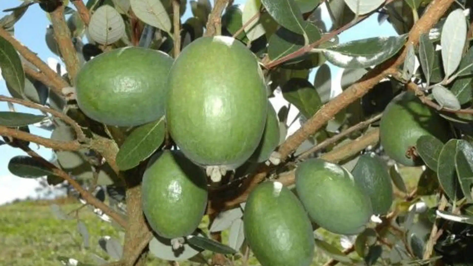 goiaba serrana