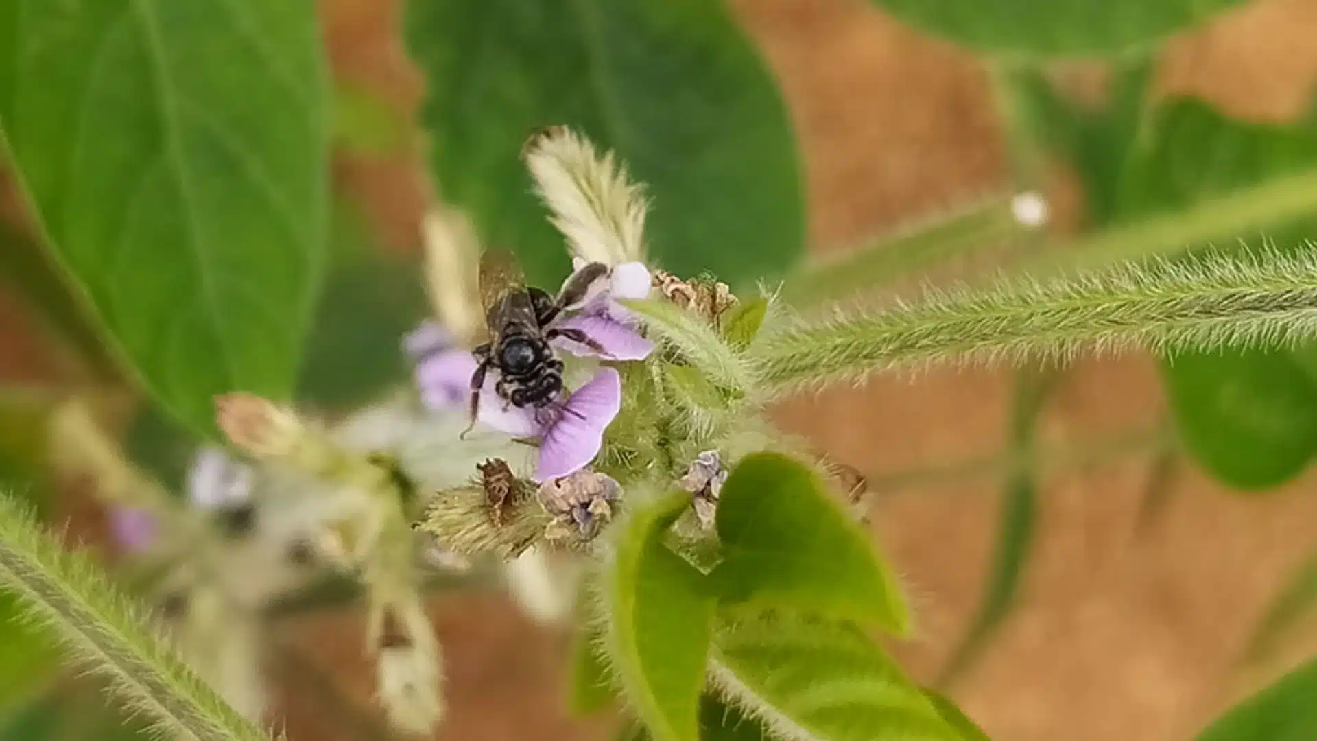 abelhas