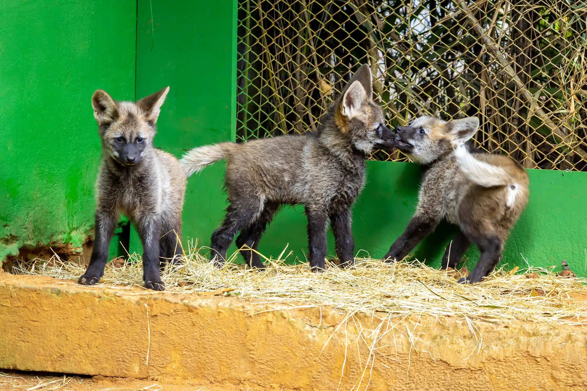 Filhotes de lobo guará terão nome escolhido pelo público