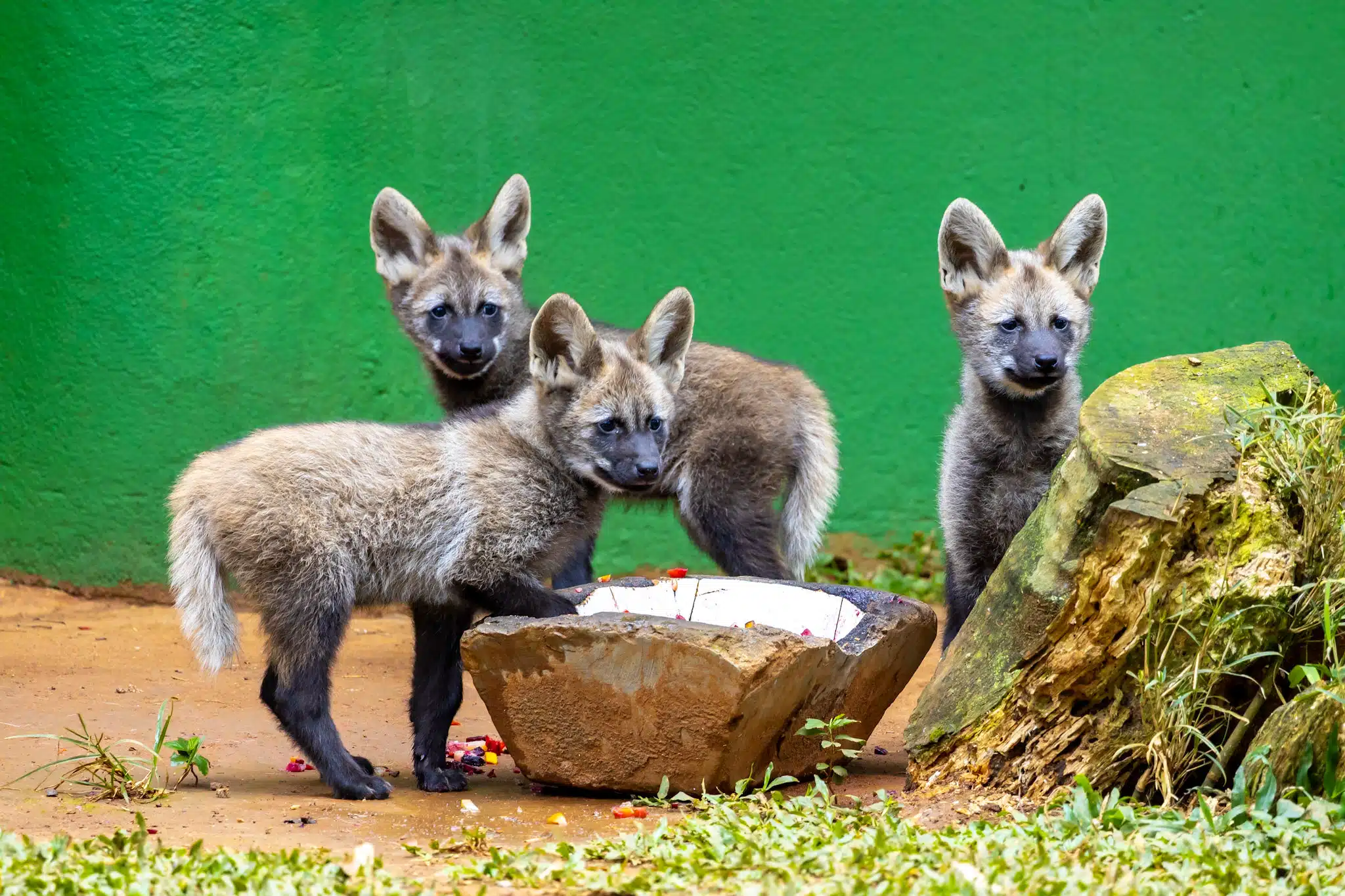 Filhotes de lobo guará terão nome escolhido pelo público