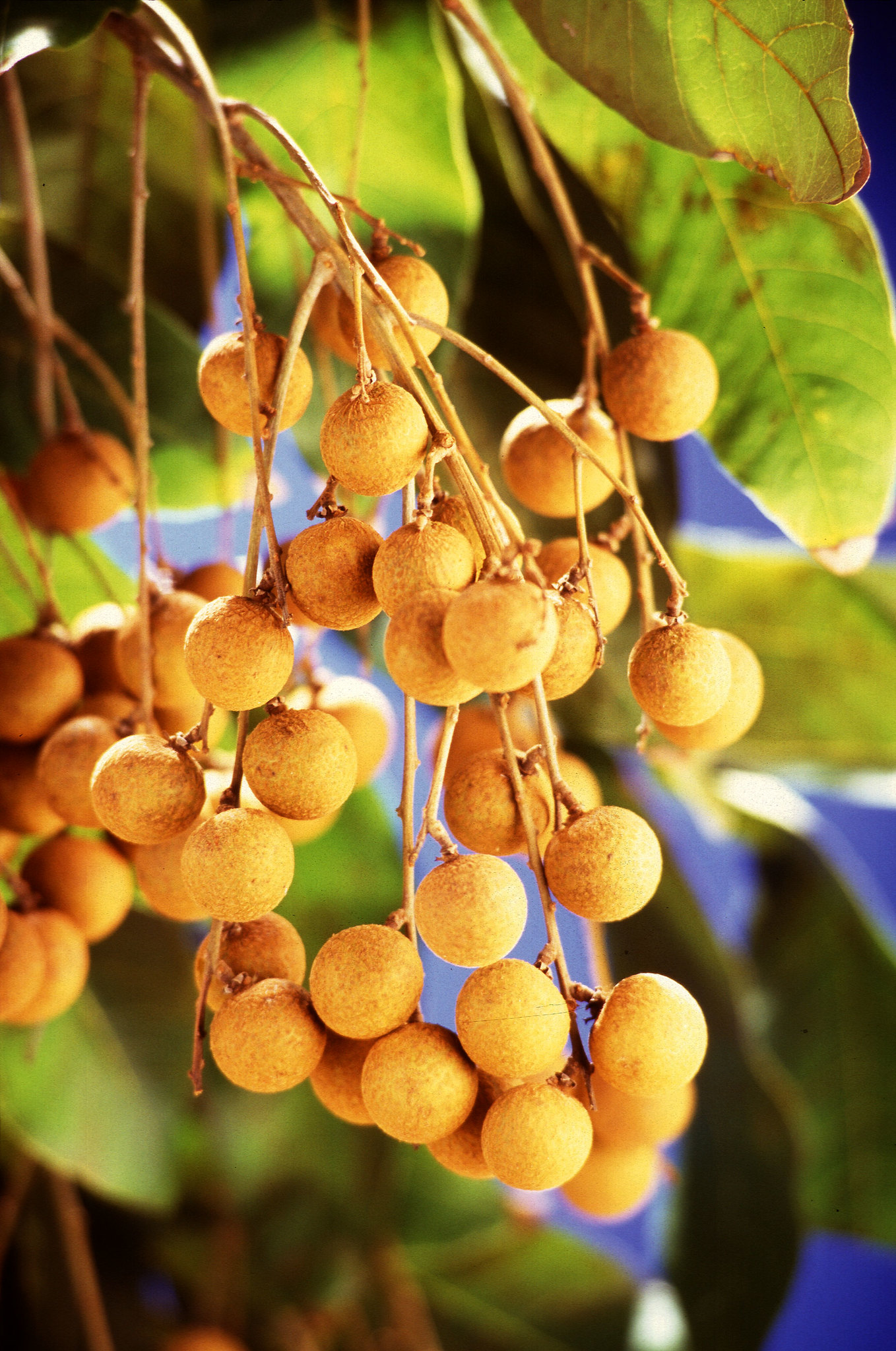 Longan