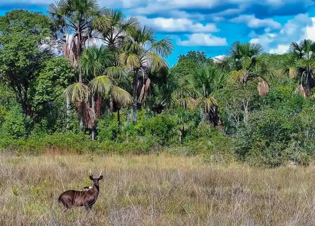 Raro cervo-do-pantanal com pelagem escura no Pantanal