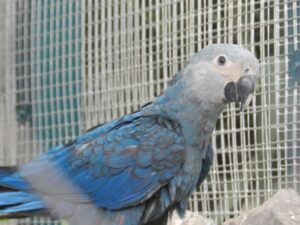ararinha azul