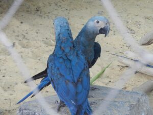 ararinha azul