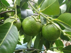 sapota preta