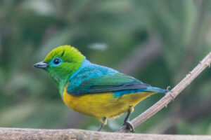 bandeirinha