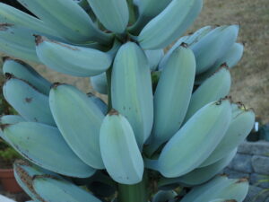 banana azul