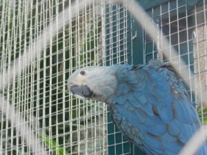 ararinha azul