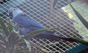 ararinha azul