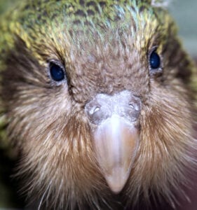 papagaio Kākāpō