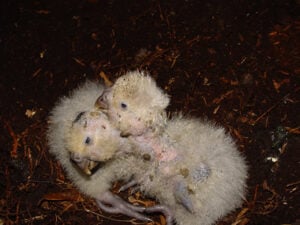 filhotes de Kākāpō